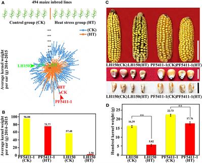 Genes and pathways correlated with heat stress responses and heat tolerance in maize kernels